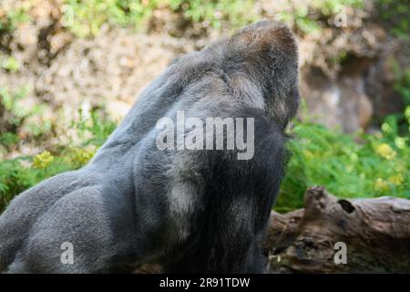 Nahaufnahme eines Silberrücken-Gorillas neben einem gefallenen Baumstamm. Und ein verschwommener Hintergrund eines Silberrücken-Gorillas neben einem gefallenen Baumstamm. Und ein verschwommenes Ba Stockfoto