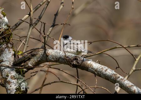 Eine Blackcap (Sylvia Atricapilla), hoch oben in einem Baum und teilweise durch Zweige versteckt. Stockfoto