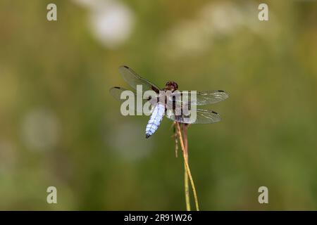 Eine Nahaufnahme einer männlichen Libelle mit breitem Körper (Libellula depressa) mit einem klaren, grünen, unscharfen Hintergrund. Stockfoto