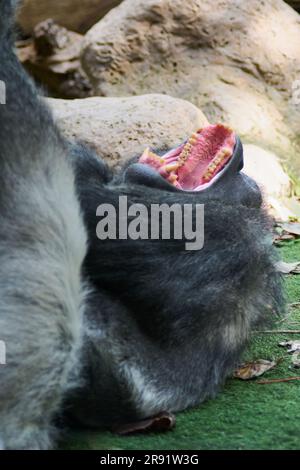 Nahaufnahme eines Silberrücken-Gorillas auf dem Gras. Stockfoto