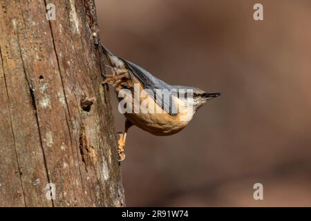 Ein eurasischer Nuthatch (Sitta europaea), der einen Baumstamm mit einem sauberen, verschwommenen Hintergrund hinuntergeht. Stockfoto