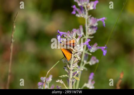 Ein kleiner Skipper-Schmetterling (Thymelicus sylvestris) auf violetten Katzenmintblumen mit abstraktem und verschwommenem Hintergrund. Stockfoto