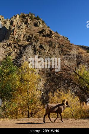 Rocky Mountain Bighorn Sheam RAM wandert im Herbst entlang des südlichen platte River neben wechselnden Cottonwood Bäumen und zerklüfteten Klippen im waterton Canyon Stockfoto