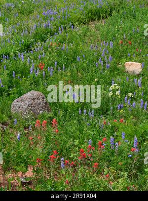 Spektakuläre Sommerblumen auf einem Feld am dumont Lake in der Nähe der Dampfschiffquellen, colorado Stockfoto