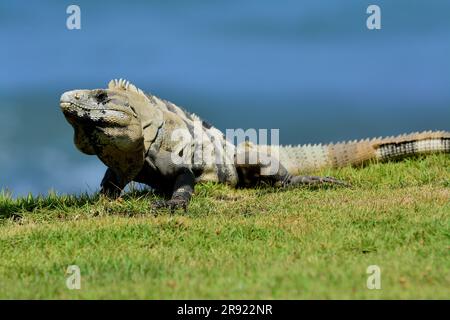 Mexikanische Wirbelsäule schwänzte Iguana beim Sonnenbaden im Gras Stockfoto