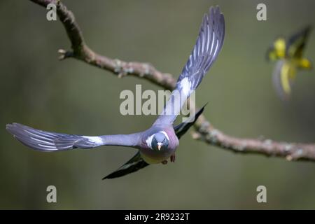 Taube fliegt vor dem Ast Stockfoto