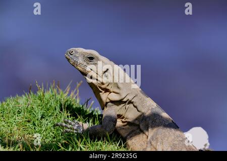 Mexikanische Wirbelsäule schwänzte Iguana beim Sonnenbaden im Gras Stockfoto