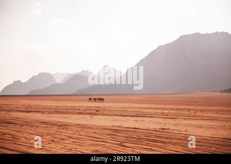 Gruppe von Kamelen, die in der Wüste spazieren gehen Stockfoto