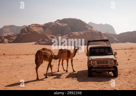 Auto mit Kamelen in der Wüste am sonnigen Tag Stockfoto