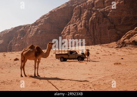 Ein Mann, der im Auto sitzt und an sonnigen Tagen Kamele in der Wüste ansieht Stockfoto