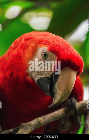 Roter Scharlachmakau auf einem Zweig des Baumes Stockfoto