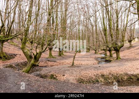 Tauchen Sie ein in den malerischen Charme des Buchenwaldes von Otzarreta Stockfoto