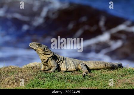 Mexikanische Wirbelsäule schwänzte Iguana beim Sonnenbaden im Gras Stockfoto