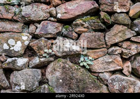 Hintergrund, Muster. Vollbildaufnahme einer nassen Steinwand. Stockfoto