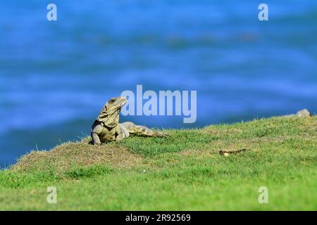 Mexikanische Wirbelsäule schwänzte Iguana beim Sonnenbaden im Gras Stockfoto