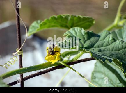 Eine Hummel sammelt Pollen aus der gelben Blüte einer Gurkenpflanze. Bokeh-Effekt Stockfoto