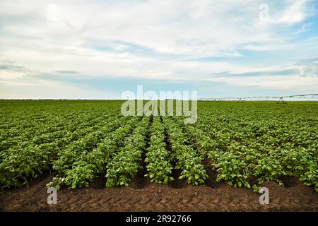 Kartoffelreihen, die auf dem Feld wachsen Stockfoto