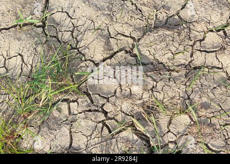 Trockener Boden mit Dürrerissen und kleinen Flecken von dünnem Gras bei Tageslicht. Stockfoto