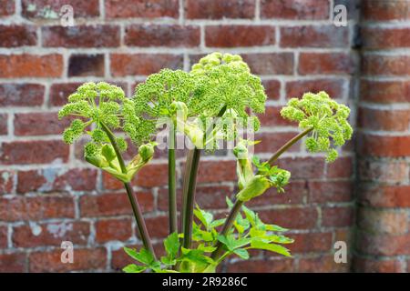 Doddington Hall Lincolnshire, Anbau von süßen Erbsen, Duft, viktorianischen Garten, Spalier, Wigwam geformt, Stangen zusammengebunden, Bindung mit String klettern. Stockfoto