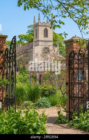 Doddington Hall Lincolnshire, Anbau von süßen Erbsen, Duft, viktorianischen Garten, Spalier, Wigwam geformt, Stangen zusammengebunden, Bindung mit String klettern. Stockfoto