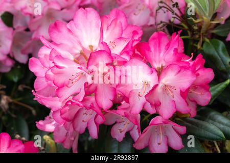 Rhododendron Wein und Rosen, kompakt, immergrün, Perth in Schottland, Massen, Leuchtend rosa Blumen, spektakuläres Laub, tiefrötlich, lila Unterseite. Stockfoto