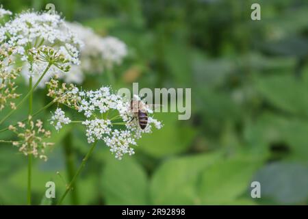 Eine Biene, die an einem Sommertag Nektar auf einem weißen Blütenumbel sammelt. Stockfoto