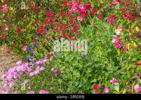 Doddington Hall Lincolnshire, Anbau von süßen Erbsen, Duft, viktorianischen Garten, Spalier, Wigwam geformt, Stangen zusammengebunden, Bindung mit String klettern. Stockfoto