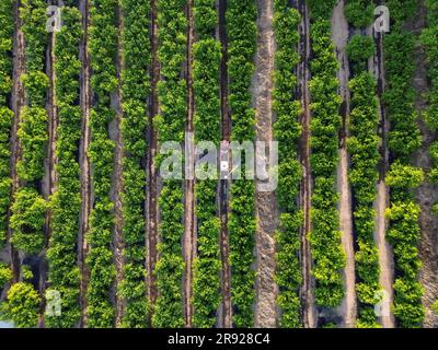 Landarbeiter sprühen Pestizide auf Pflanzen im Zitronenfeld Stockfoto