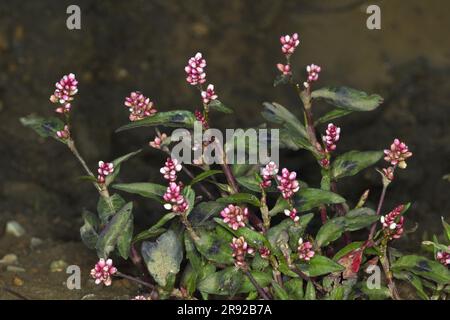 Dock-Blatt Smartweed (Persicaria Lapathifolia, Polygonum Lapathifolium), blühen, Deutschland Stockfoto