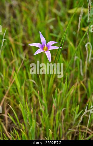 Sandkrokus (Romulea grandiscapa, Romulea columnae ssp. Grandiscapa), Blooming, Kanarische Inseln, Gran Canaria, Roque Bentayga Stockfoto