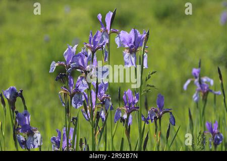Sibirische Schwertlilie, sibirische Flagge (Iris Sibirica), blühen in eine Wiese, Deutschland, Bayern Stockfoto