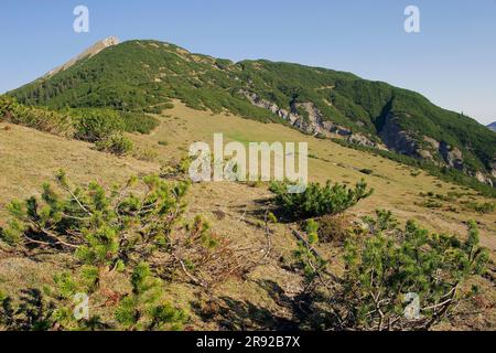 Bergkiefer, Mugo-Kiefer (Pinus mugo), auf Grasbergalm, Österreich, Karwendel-Gebirge, Grasbergalm Stockfoto