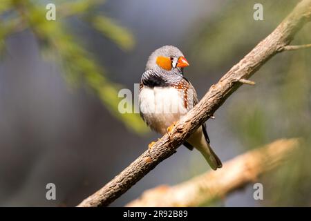 Australischer zebrafink (Taeniopygia guttata castanotis, Taeniopygia castanotis, Poephila guttata castanotis), männlich an einer Wand, Australien, Nord Stockfoto