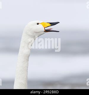 Keuchschwan (Cygnus cygnus), Erwachsener, Japan, 1 Stockfoto