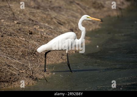 Östlicher Silberreiher, östlicher Weißreiher (Egretta alba modesta, Casmerodius albus modestus, Ardea alba modesta), am Ufer, Australien, Stockfoto