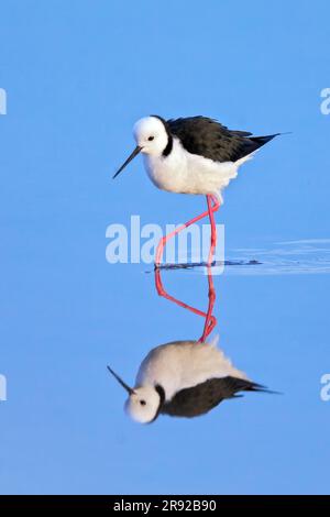 Australische Pfähle (Himantopus leucocephalus), in flachem Wasser, Australien, Südeaustralien, Vogelsee Stockfoto