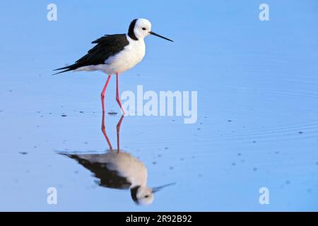 Australische Pfähle (Himantopus leucocephalus), in flachem Wasser, Australien, Südeaustralien, Vogelsee Stockfoto