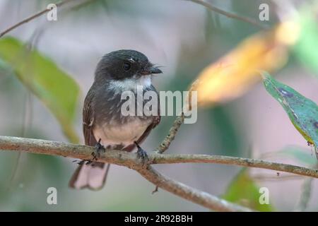 nordfantail (Rhipidura rufiventris), auf einem Zweig, Australien, Northern Territory Stockfoto