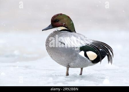 Falcated Teal (Anas falcata, Mareca falcata), winterender Mann auf einem gefrorenen See, Japan Stockfoto