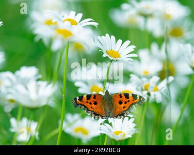 Gelbbbbein-Schildkröte, knappe Schildkröte (Nymphalis xanthomelas), sitzt auf Daisy, Finnland Stockfoto