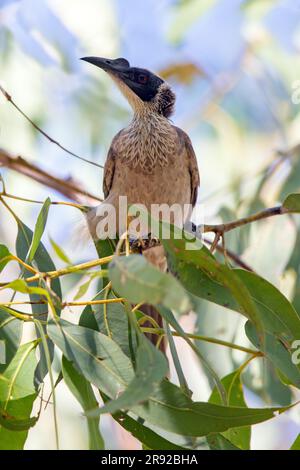 Silberkronenbruder (Philemon argenticeps), auf Eukalyptus, Australien, Northern Territory, Charles Darwin National Park Stockfoto