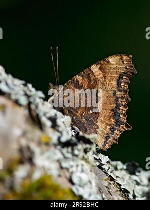 Gelbbbbein-Schildkröte, knappe Schildkröte (Nymphalis xanthomelas), die auf einem Ast sitzt, Finnland Stockfoto