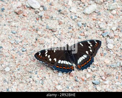 Poplar-Admiral (Limenitis populi), am Boden sitzend, Finnland Stockfoto