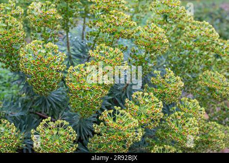 Euphorbia ist eine sehr große und vielfältige Gattung von Blütenpflanzen, die gemeinhin als Spurf bezeichnet wird. Stockfoto