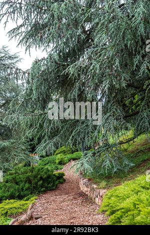 Kiefern in einem großen Garten im Frühling, wunderschöne Kiefern. Stockfoto