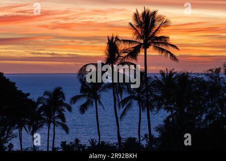 Kokospalmen (Cocos nucifera), Kokospalmen vor dem Meer und Sonnenuntergang, USA, Hawaii, Maui, Kihei Stockfoto