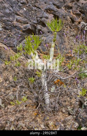 Verode, Berode (Kleinia neriifolia, Senecio kleinia), zusammen mit blühendem Lavendel, Kanarischen Inseln, Gran Canaria, Roque Bentayga Stockfoto