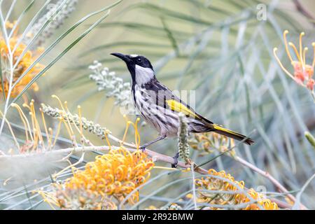 Weißkopf-Honigfresser (Phylidonyris niger, Phylidonyris nigra), sitzt auf einem Zweig, Australien, Queensland Stockfoto