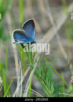 Grüne Unterseite blau (Glaucopsyche alexis), Seitenansicht, Finnland, Turku Stockfoto