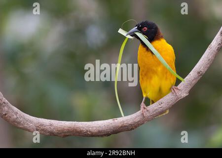 vitellinmaskenweber (Ploceus vitellinus), männlich, der auf einem Ast mit einer Grasklinge im Schnabel sitzt, Gambia, Farabanta Stockfoto